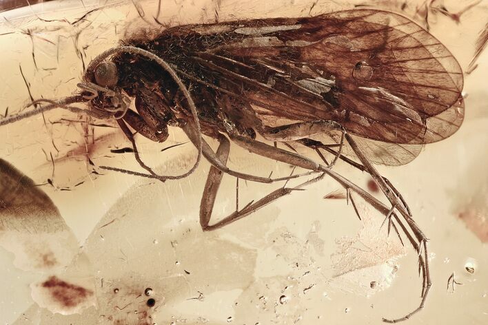 Two Fossil Caddisflies and a Fungus Gnat In Baltic Amber #307361